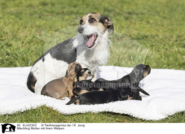 Mischling Mutter mit ihren Welpen / Mongrel mother with her puppies / KJ-02303