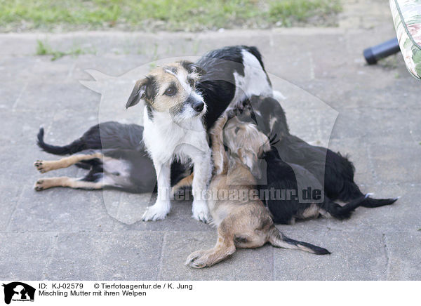 Mischling Mutter mit ihren Welpen / Mongrel mother with her puppies / KJ-02579