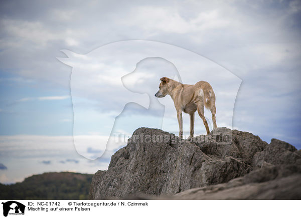 Mischling auf einem Felsen / Mongrel on a rock / NC-01742