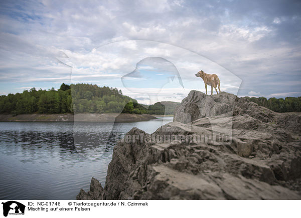 Mischling auf einem Felsen / Mongrel on a rock / NC-01746