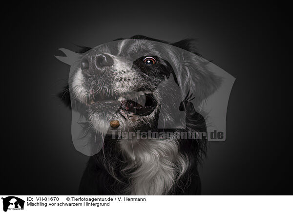 Mischling vor schwarzem Hintergrund / Mongrel in front of black background / VH-01670