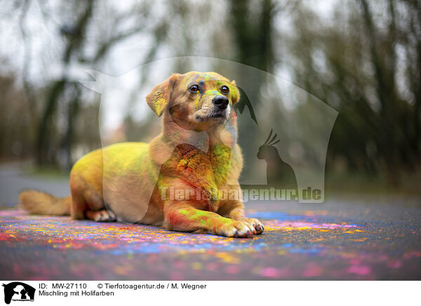 Mischling mit Holifarben / Mongrel with holi colours / MW-27110