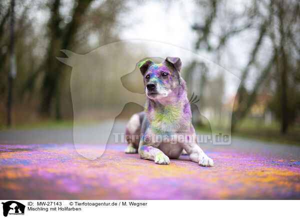 Mischling mit Holifarben / Mongrel with holi colours / MW-27143