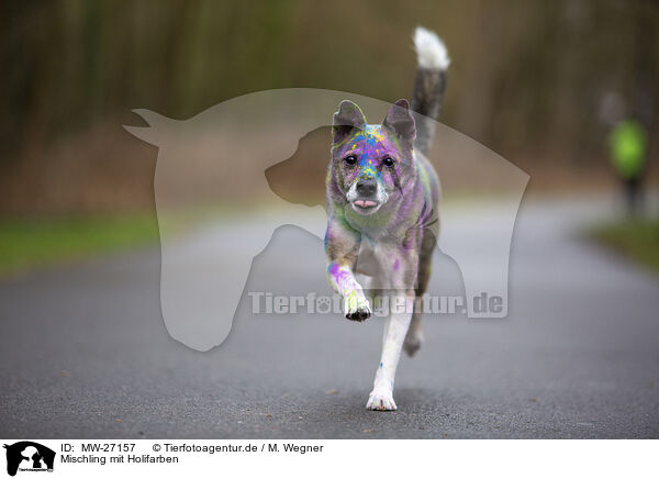 Mischling mit Holifarben / Mongrel with holi colours / MW-27157