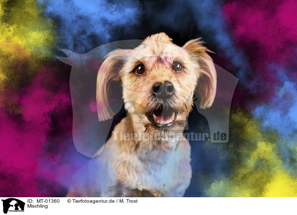 Mischling / Mongrel / MT-01360