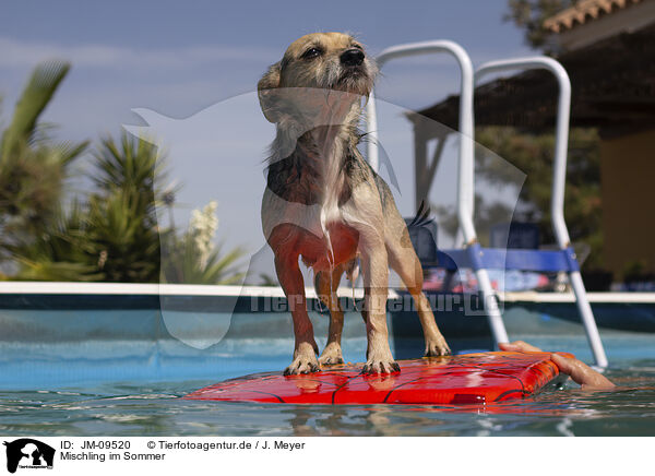 Mischling im Sommer / mongrel in summer / JM-09520