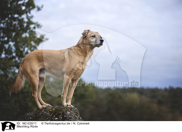 Mischling Rde / male Mongrel / NC-02611