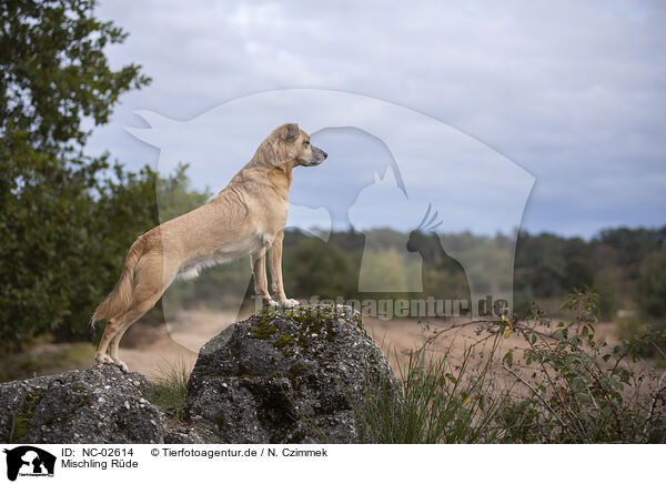Mischling Rde / male Mongrel / NC-02614