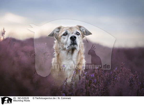 Mischling Rde / male Mongrel / NC-02626