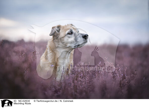 Mischling Rde / male Mongrel / NC-02630