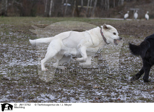 Mischling / Mongrel / JM-13762