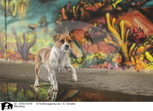 Mischling / Mongrel / STS-01079