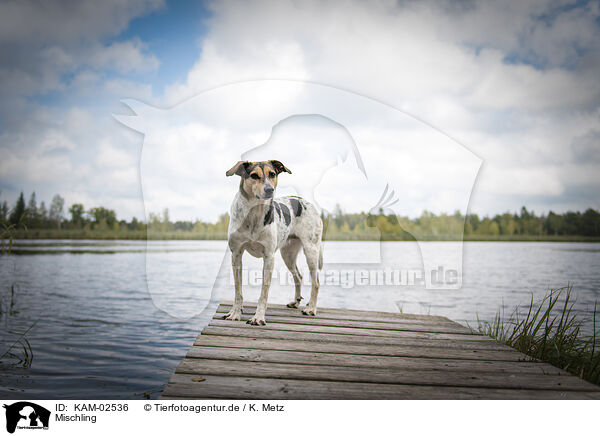 Mischling / Mongrel / KAM-02536
