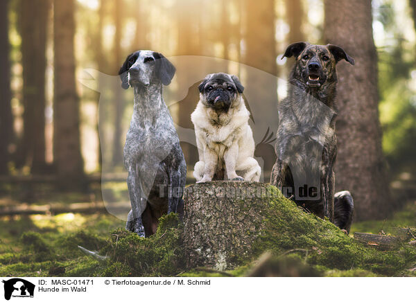 Hunde im Wald / MASC-01471