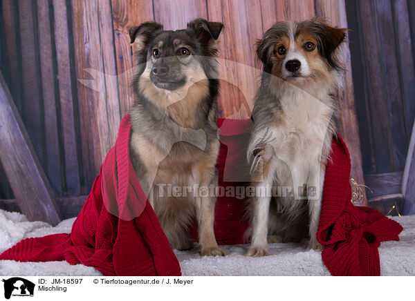 Mischling / Mongrel dog / JM-18597