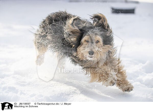 Mischling im Schnee / JM-18697