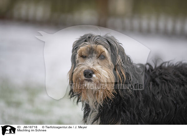 Mischling im Schnee / mongrel dog in snow / JM-18718