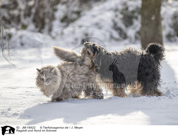 Ragdoll und Hund im Schnee / JM-18922
