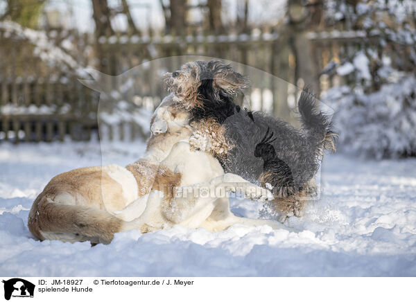 spielende Hunde / playing dogs / JM-18927