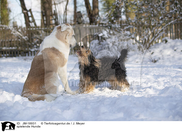 spielende Hunde / JM-18931