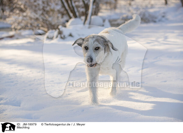 Mischling / Mongrel dog / JM-18979