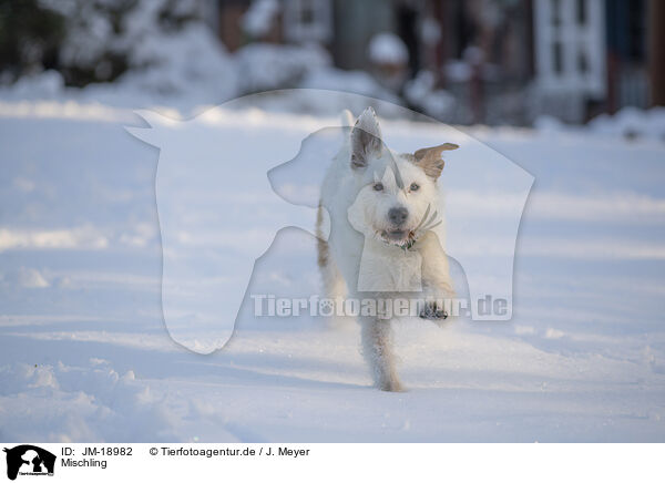 Mischling / Mongrel dog / JM-18982