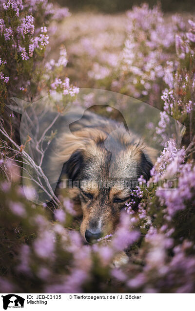Mischling / mongrel / JEB-03135