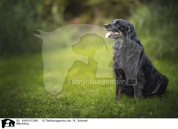 Mischling / Mongrel Dog / KAS-01398