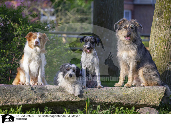 Mischling / Mongrel dog / JM-22500