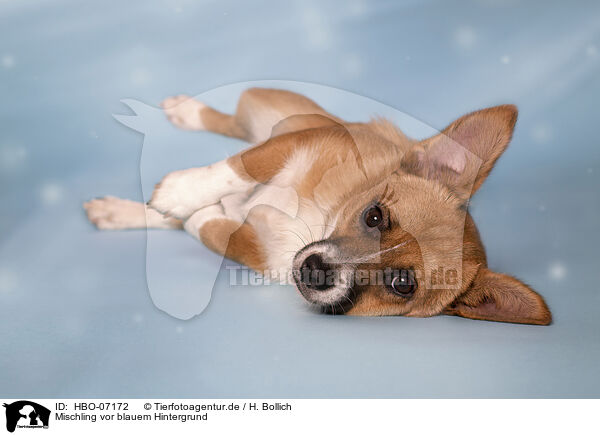 Mischling vor blauem Hintergrund / Mongrel in front of blue background / HBO-07172