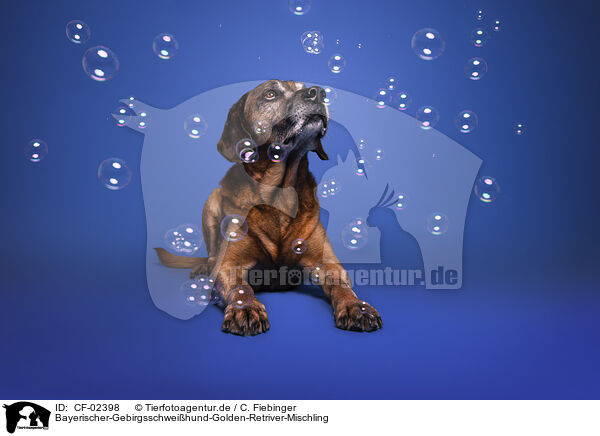 Bayerischer-Gebirgsschweihund-Golden-Retriver-Mischling / Bavarian-Mountain-Dog-Golden-Retriever-Mongrel / CF-02398