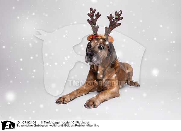 Bayerischer-Gebirgsschweihund-Golden-Retriver-Mischling / CF-02404
