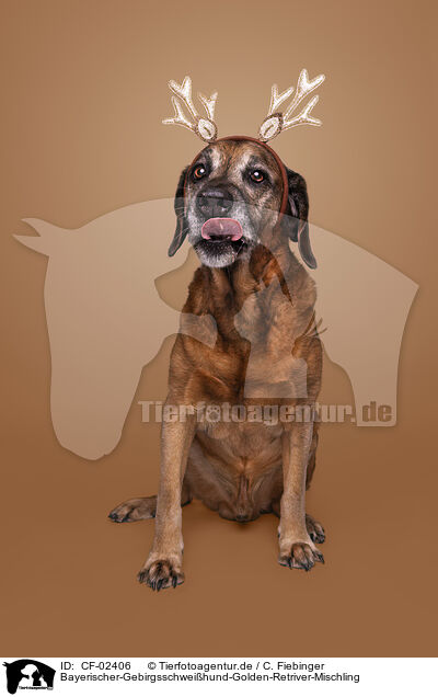 Bayerischer-Gebirgsschweihund-Golden-Retriver-Mischling / CF-02406