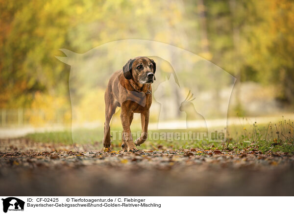 Bayerischer-Gebirgsschweihund-Golden-Retriver-Mischling / Bavarian-Mountain-Dog-Golden-Retriever-Mongrel / CF-02425