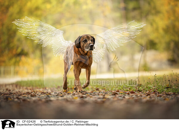 Bayerischer-Gebirgsschweihund-Golden-Retriver-Mischling / Bavarian-Mountain-Dog-Golden-Retriever-Mongrel / CF-02426