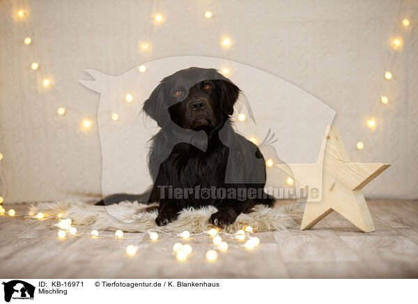 Mischling / Mongrel dog / KB-16971