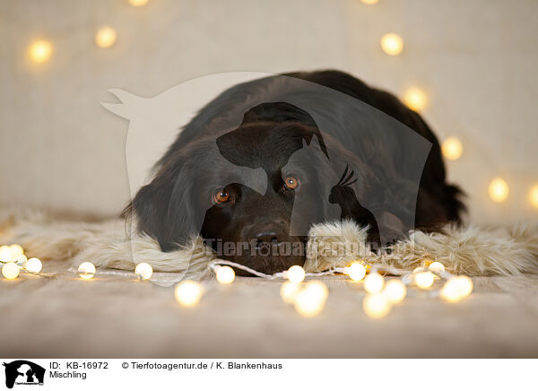 Mischling / Mongrel dog / KB-16972