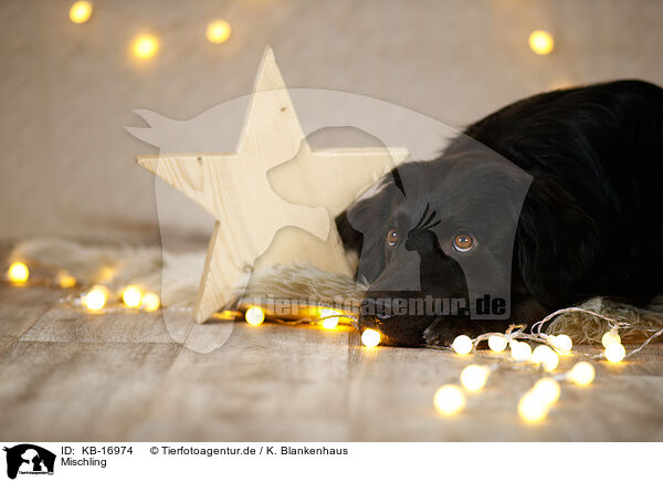 Mischling / Mongrel dog / KB-16974