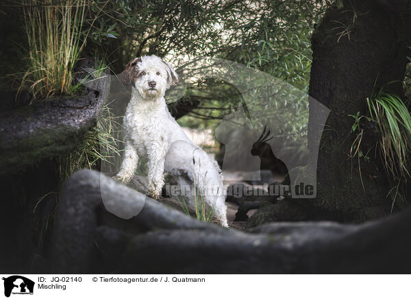 Mischling / Mongrel dog / JQ-02140