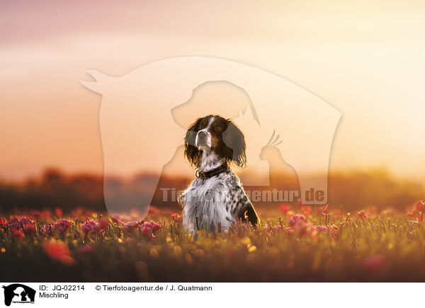 Mischling / Mongrel dog / JQ-02214