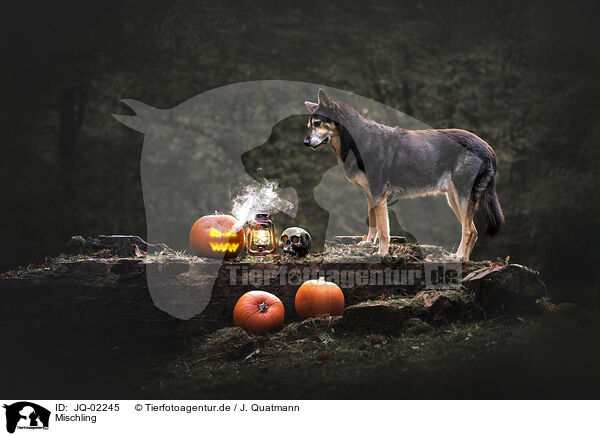 Mischling / Mongrel dog / JQ-02245