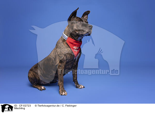 Mischling / Mongrel dog / CF-02723