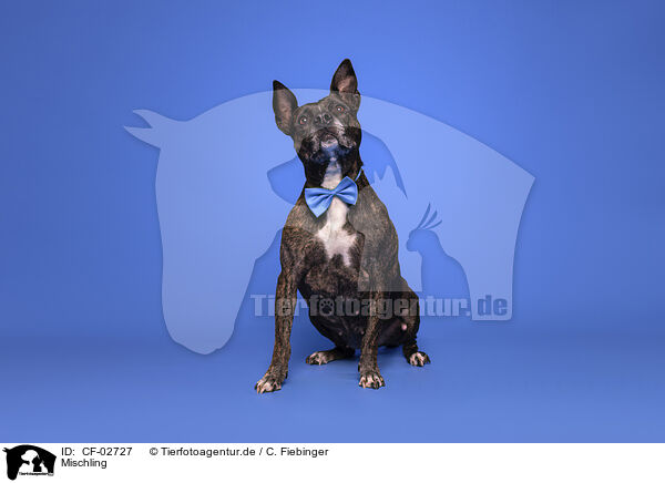 Mischling / Mongrel dog / CF-02727