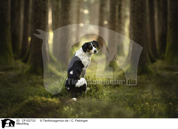 Mischling / Mongrel dog / CF-02733