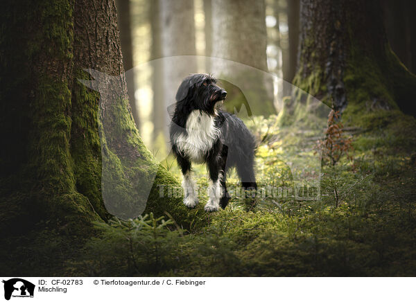 Mischling / Mongrel / CF-02783