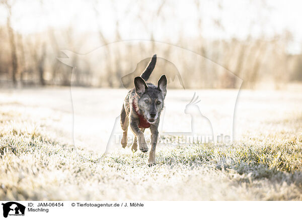 Mischling / Mongrel dog / JAM-06454