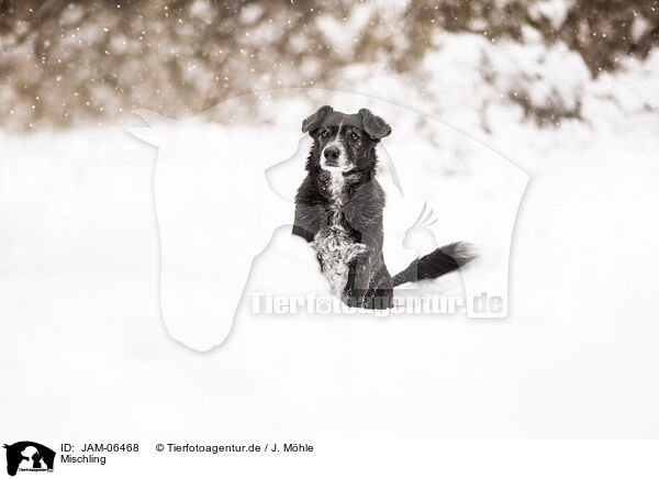 Mischling / Mongrel dog / JAM-06468