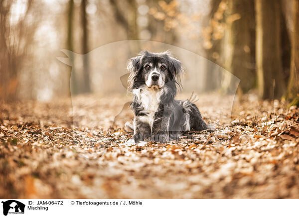 Mischling / Mongrel dog / JAM-06472