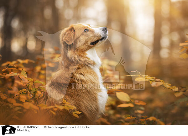 Mischling / Mongrel dog / JEB-03278