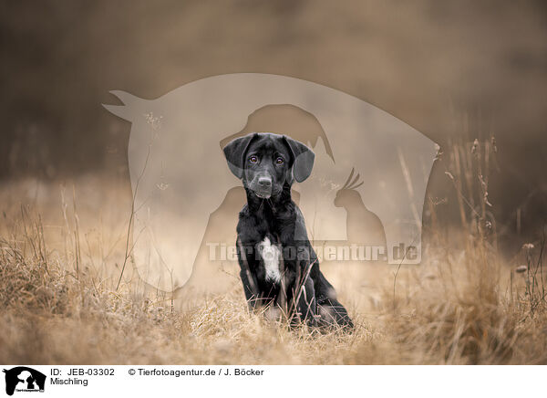 Mischling / Mongrel dog / JEB-03302